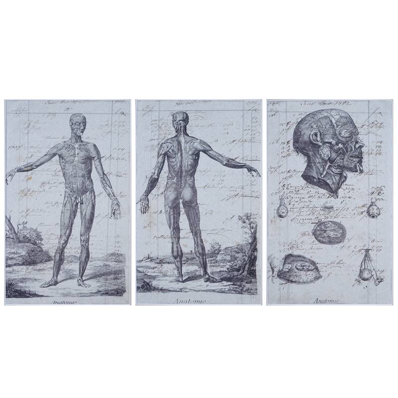 Three (3) Anatomical Male Figure Etchings on 19th Century (1842) Manuscripts/Ledger Pages. Unsigned.