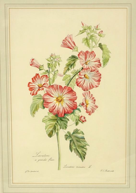 Two (2) After: Gérard van Spaendonck, French (1746 - 1822) Hand Coloured Botanical Engravings. 