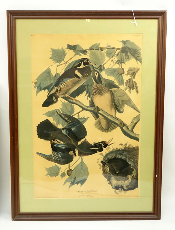 Large Vintage Audubon Print