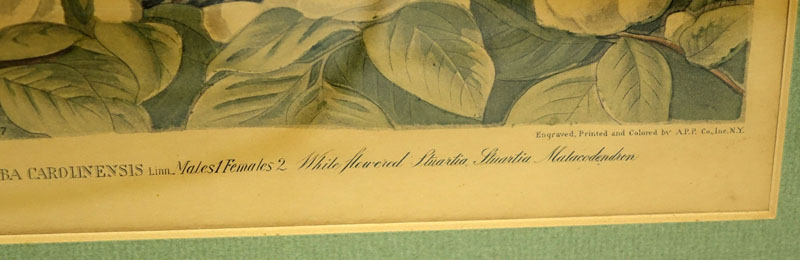 Four (4) Vintage Audubon Prints