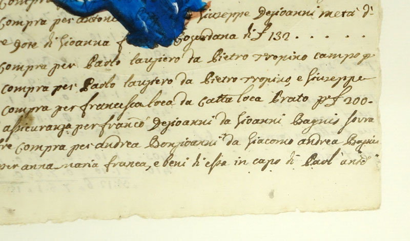 Italian School Hand Colored Engraving Of Blue Coral On 18th Century Manuscript