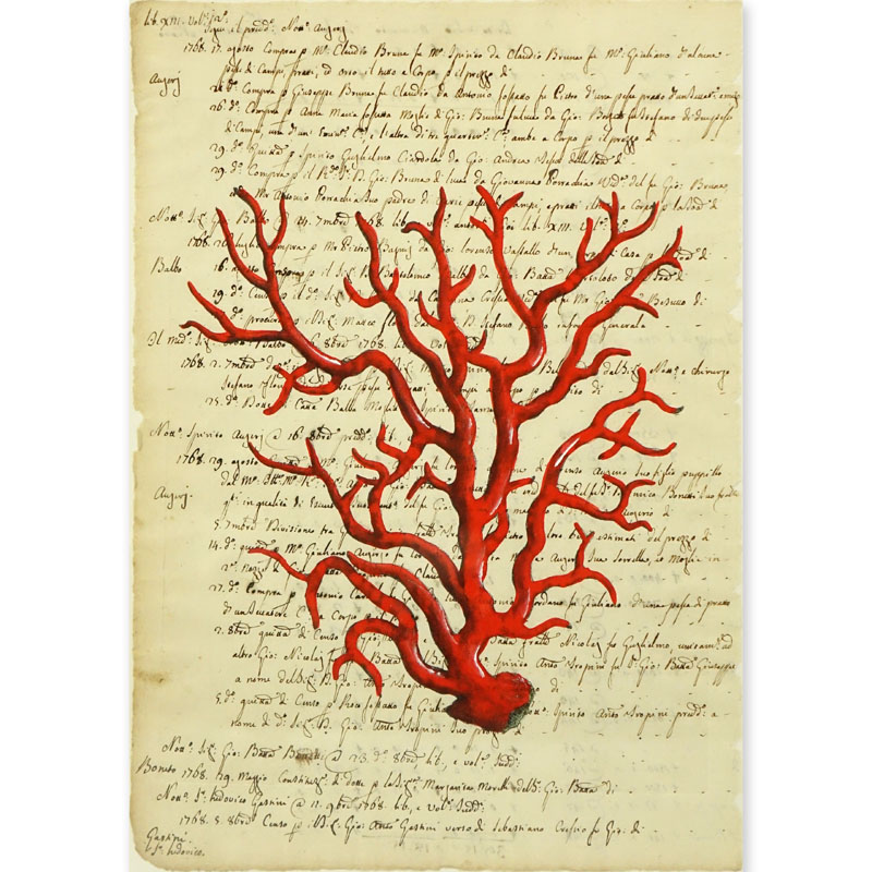 Italian School Hand Colored Engraving Of Red Coral On 18th Century Manuscript