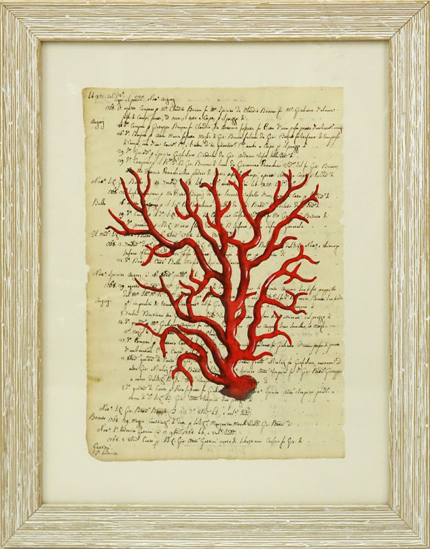 Italian School Hand Colored Engraving Of Red Coral On 18th Century Manuscript