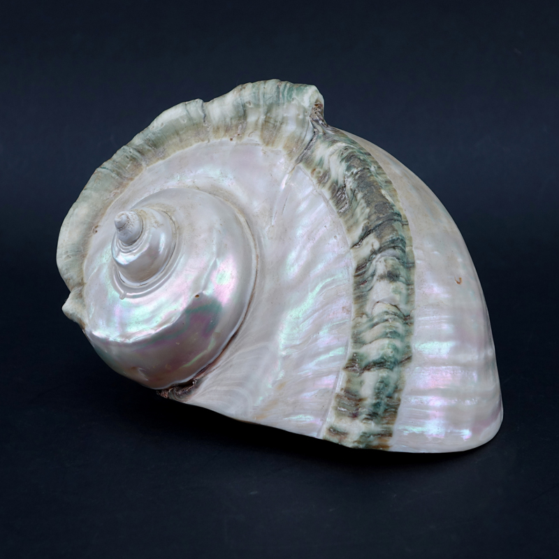 Large Mother of Pearl Conch Shell