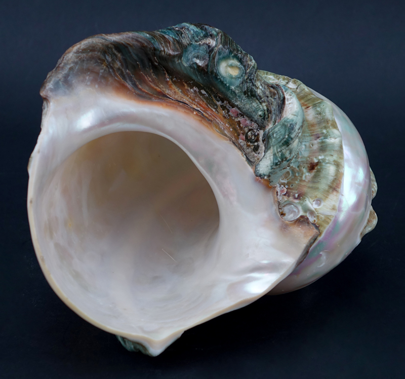 Large Mother of Pearl Conch Shell