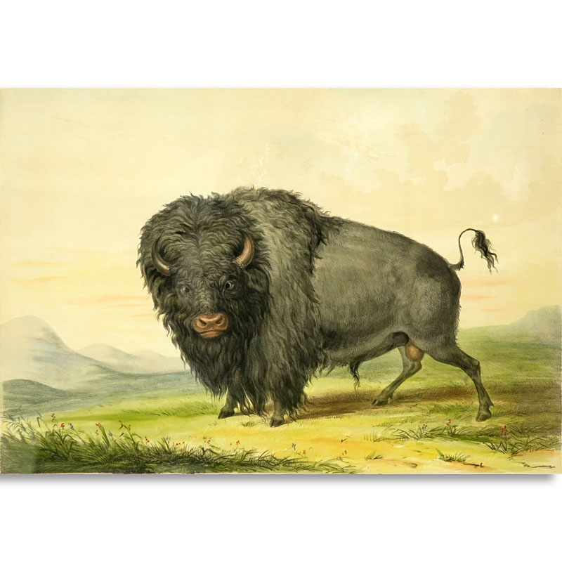 After: George Catlin, American  (1796 - 1872) Color Stone Lithograph "Buffalo Bull, Grazing" published by Day & Haghe Lithrs., to the Queen. 