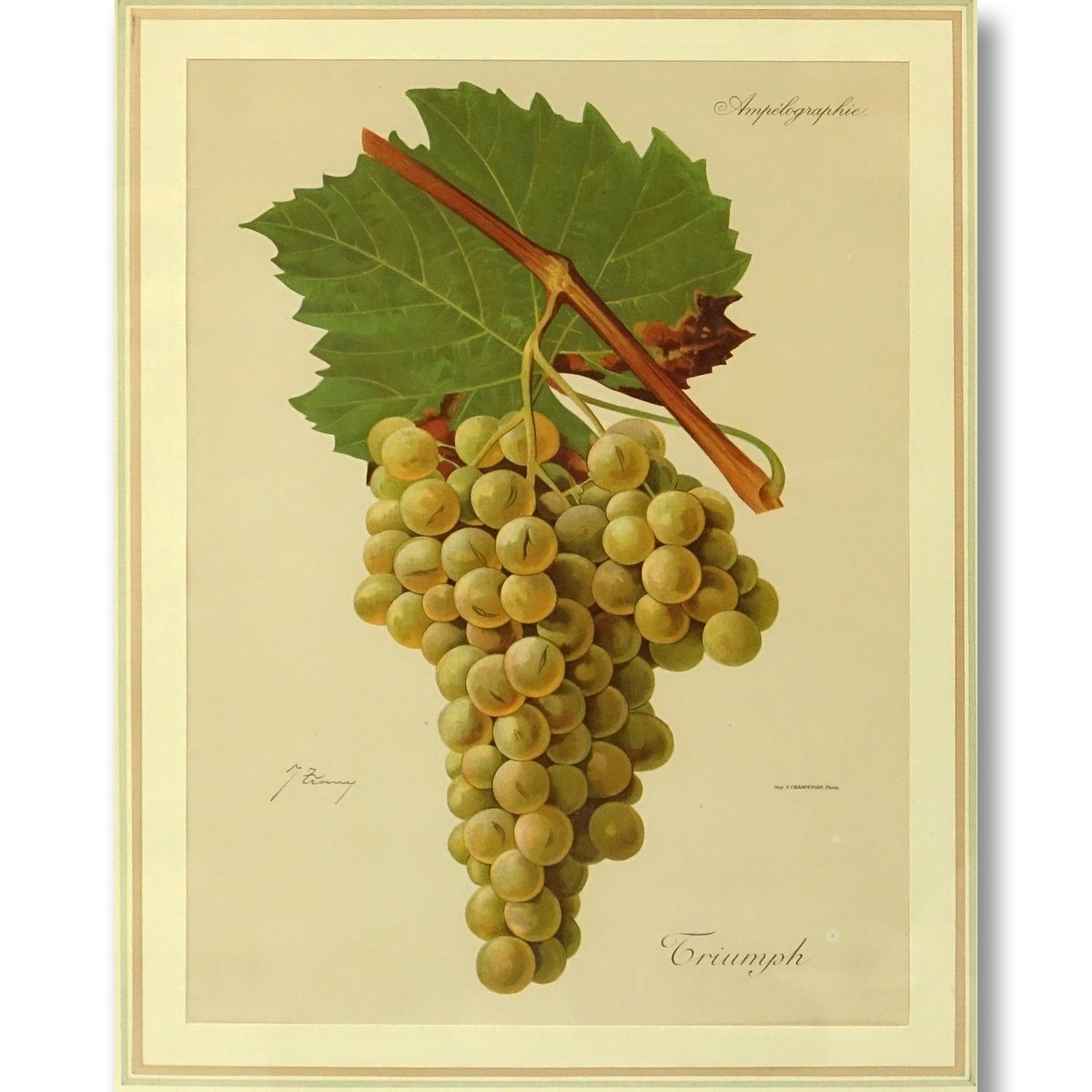 Modern Botanical Colored Lithograph. Nicely framed.