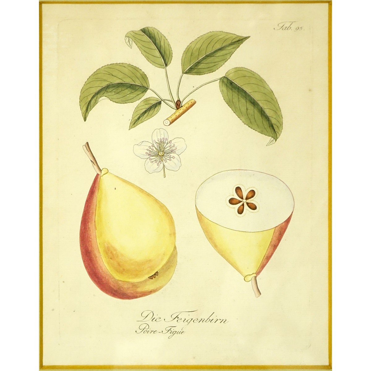 Two (2) Antique Botanical Color Engravings. Unsigned.