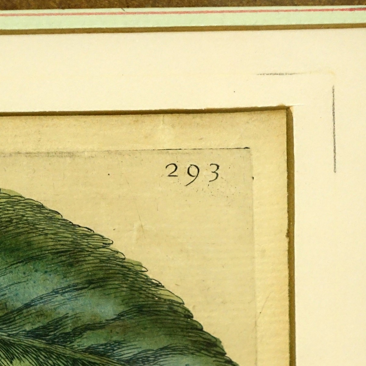 Two 18th Century Hand Colored Botanical Engravings. Unsigned.