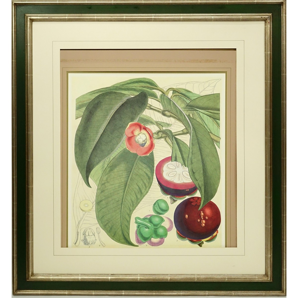Large Decorative Botanical Print. Unsigned.