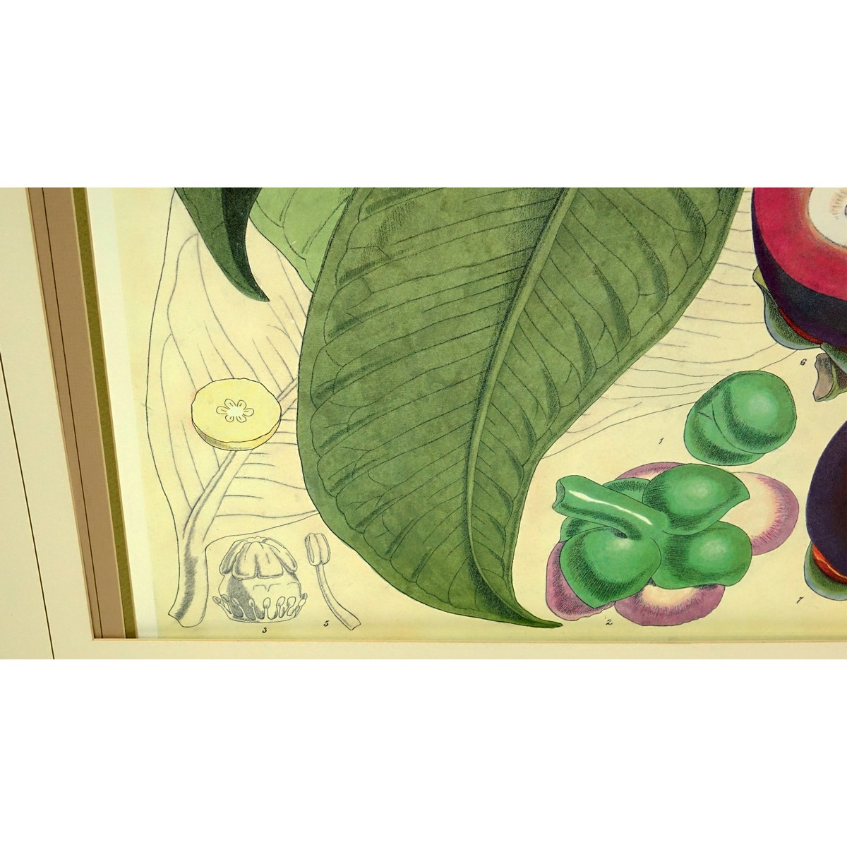 Large Decorative Botanical Print. Unsigned.