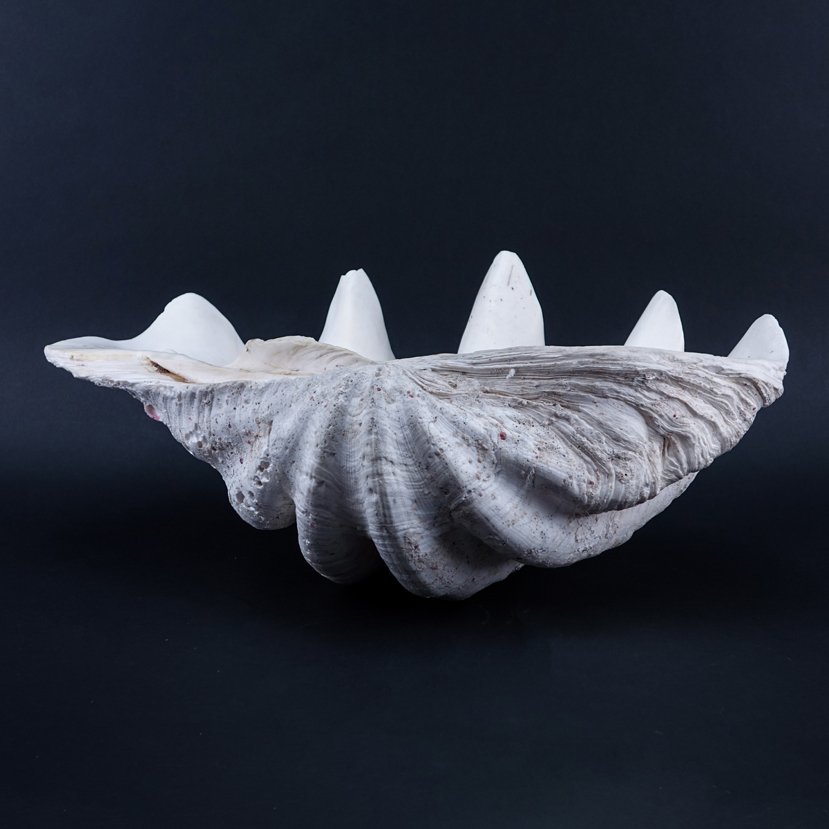 Giant Clam Shell. Chips or nicks to edge, water stains.