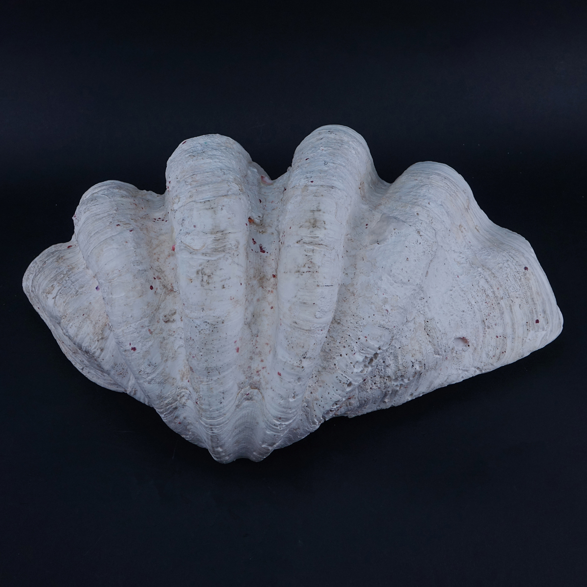 Giant Clam Shell. Chips or nicks to edge, water stains.