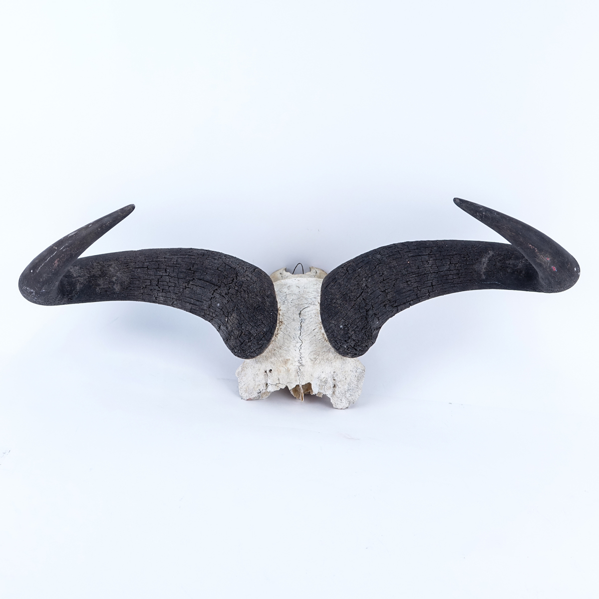 Vintage Water Buffalo Horn with Partial Skull. Typical wear associated with skulls and horns.