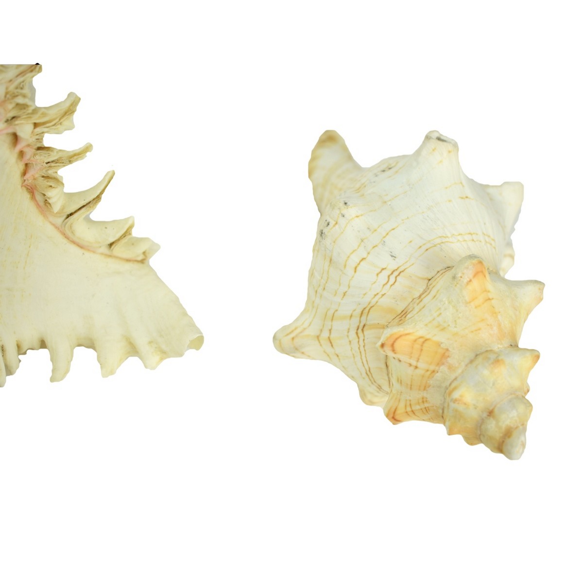 Collection Of Five (5) Conch Shells