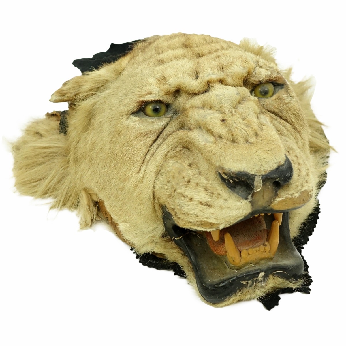 A Taxidermy Lion Head Wall Trophie