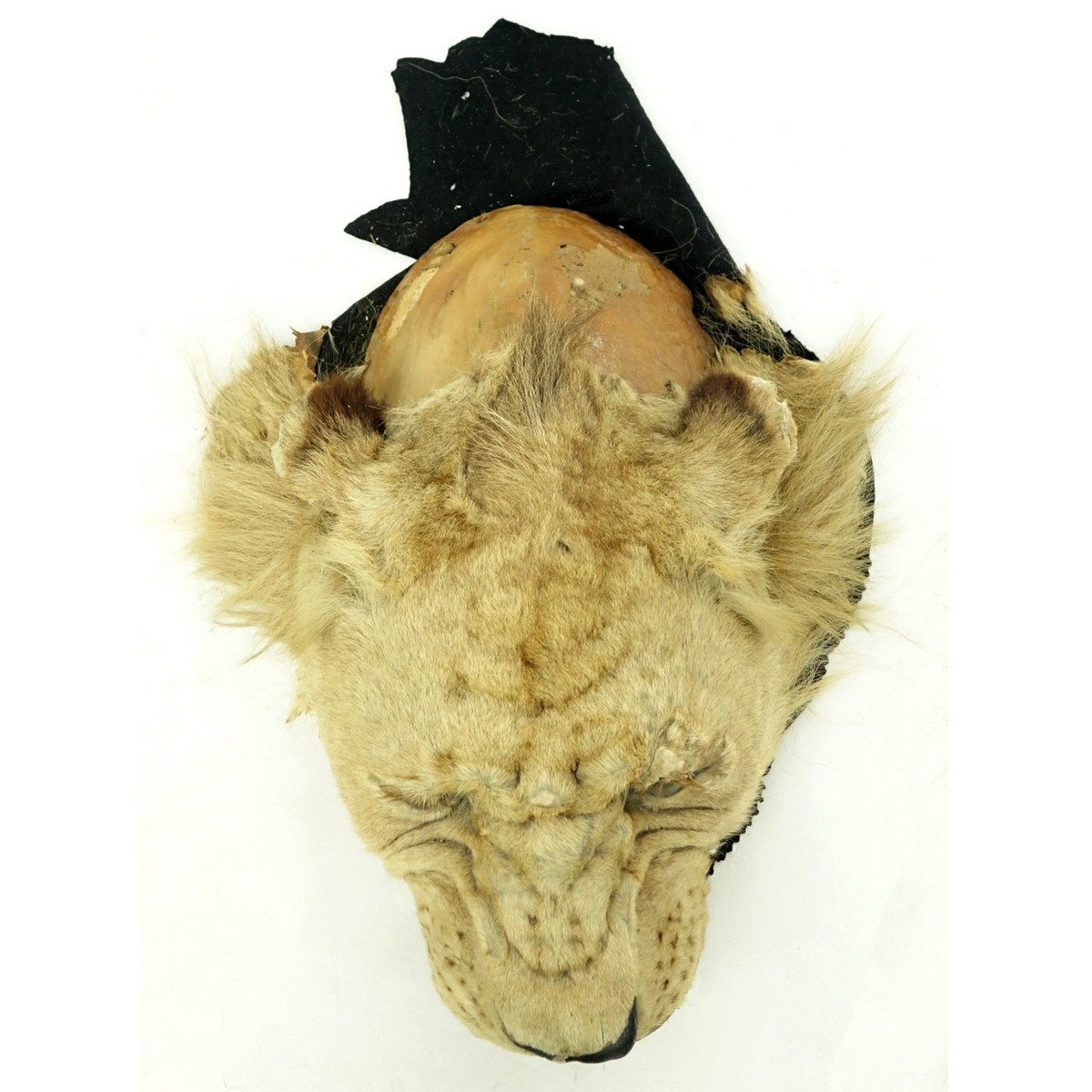 A Taxidermy Lion Head Wall Trophie