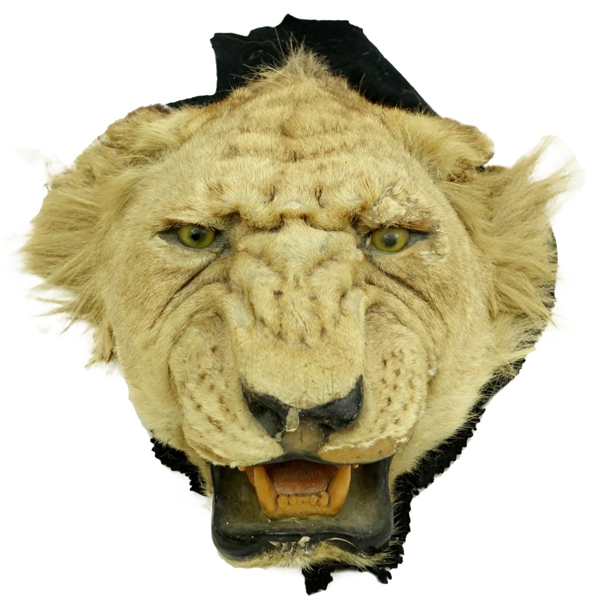 A Taxidermy Lion Head Wall Trophie