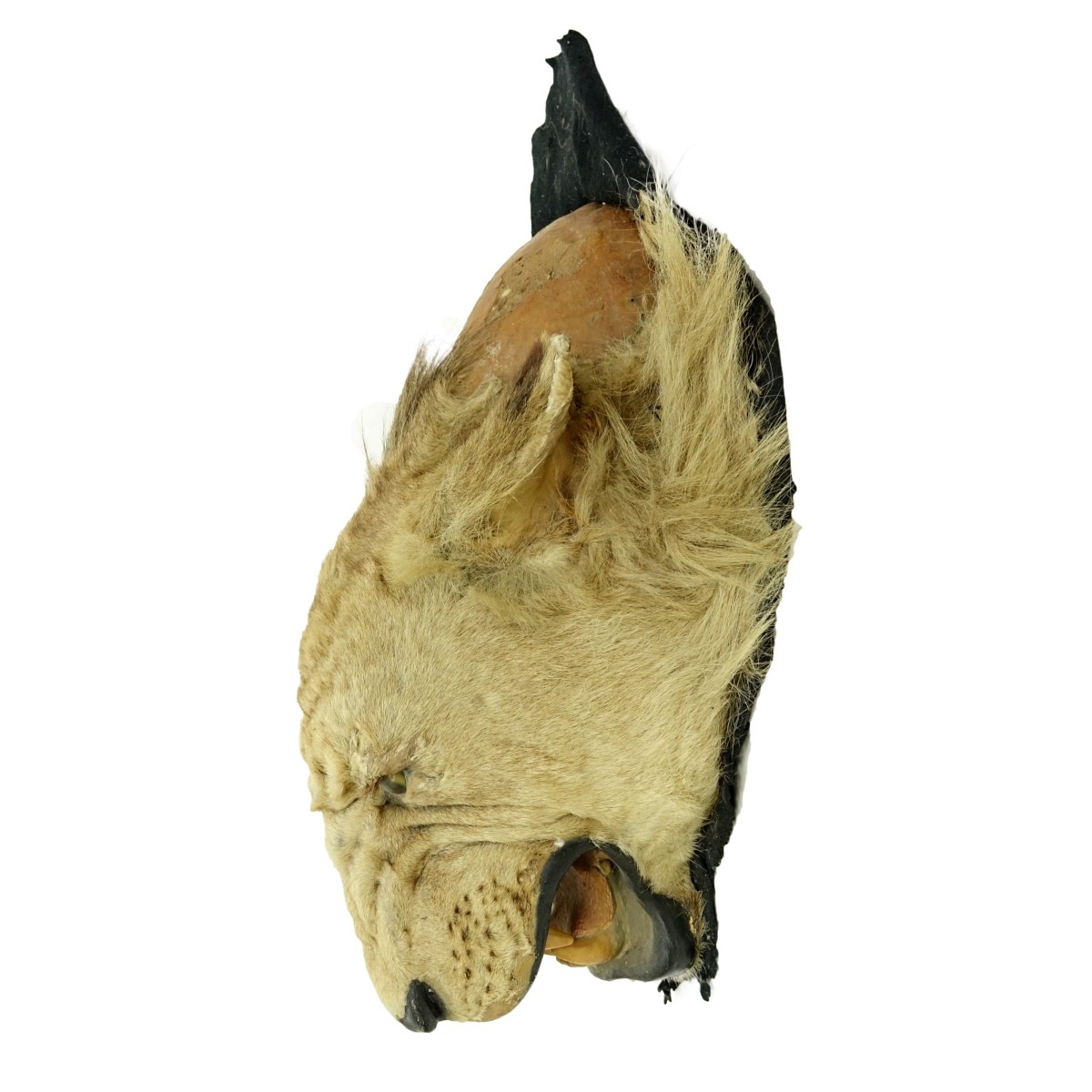 A Taxidermy Lion Head Wall Trophie