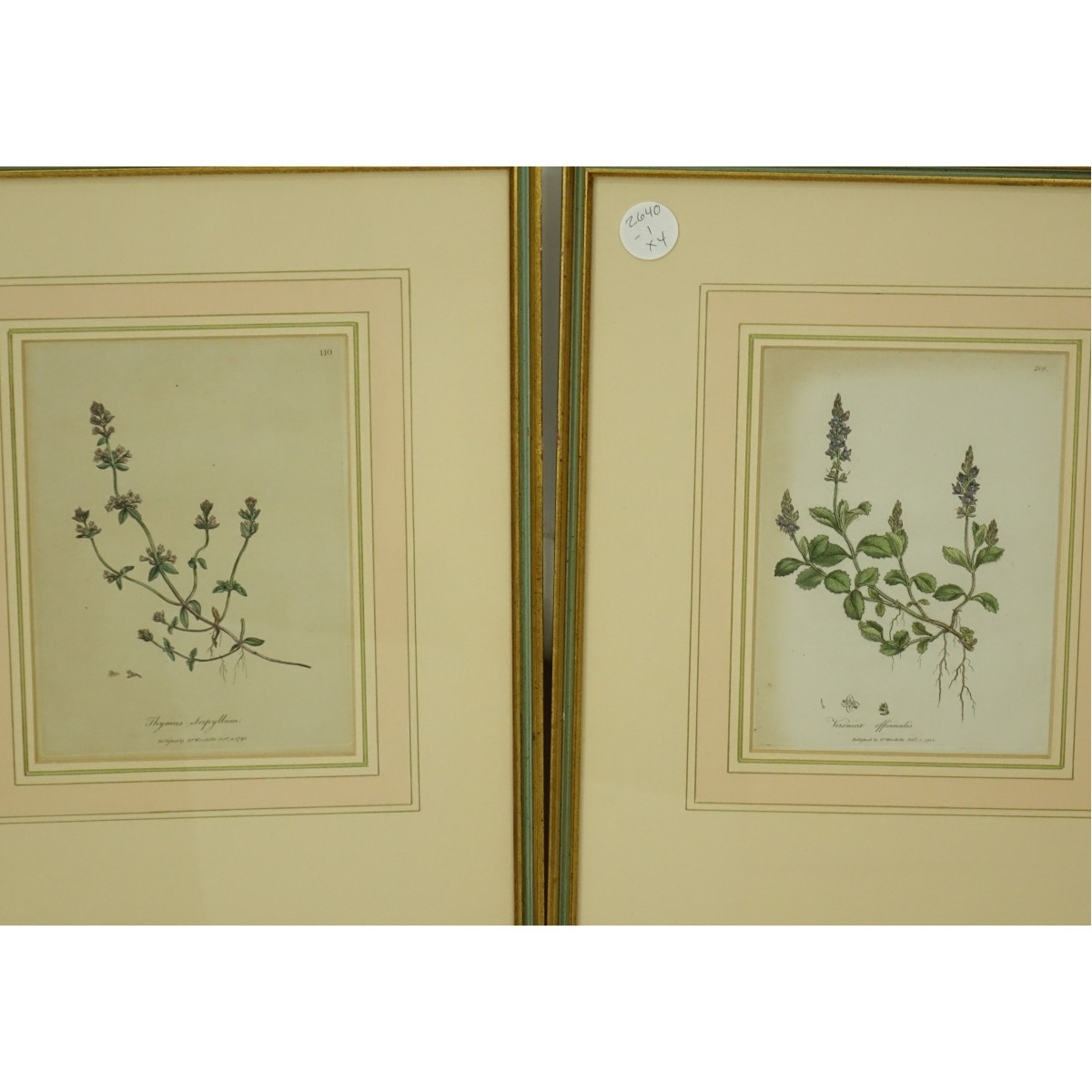 Alfred Adlard and Dr Woodville Botanical Prints