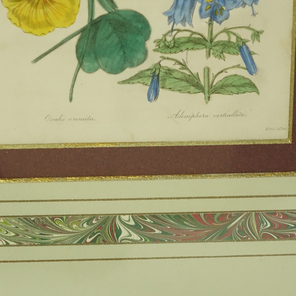 Alfred Adlard and Dr Woodville Botanical Prints