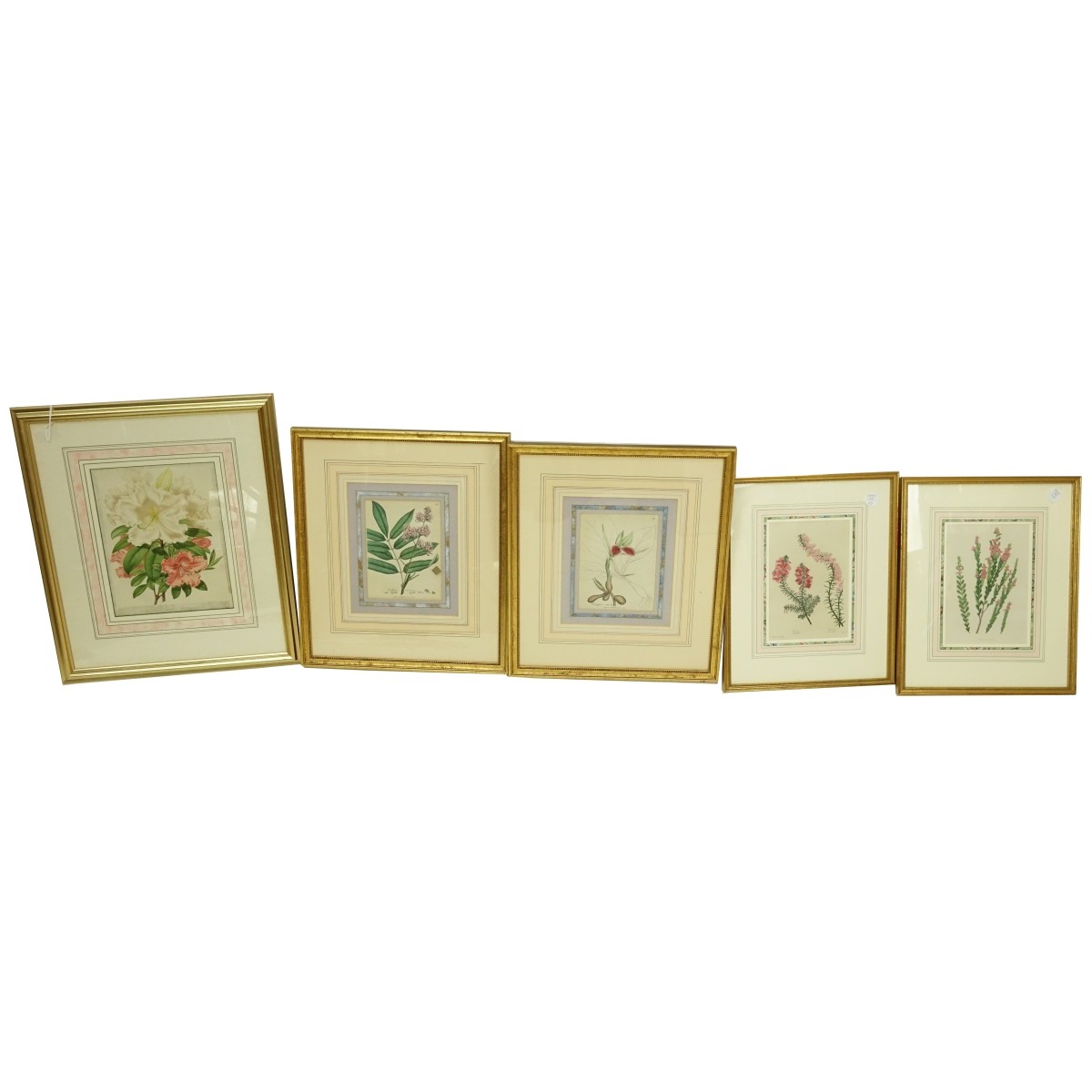 Botanical Prints