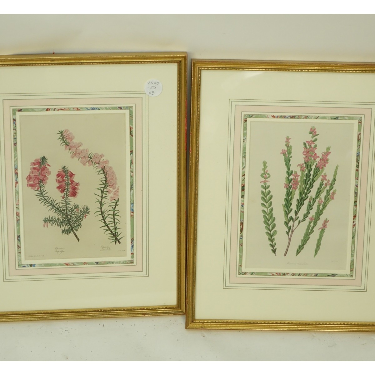 Botanical Prints