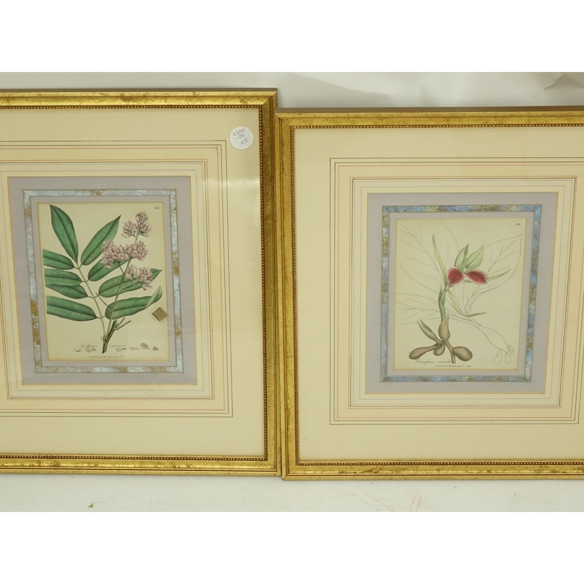 Botanical Prints