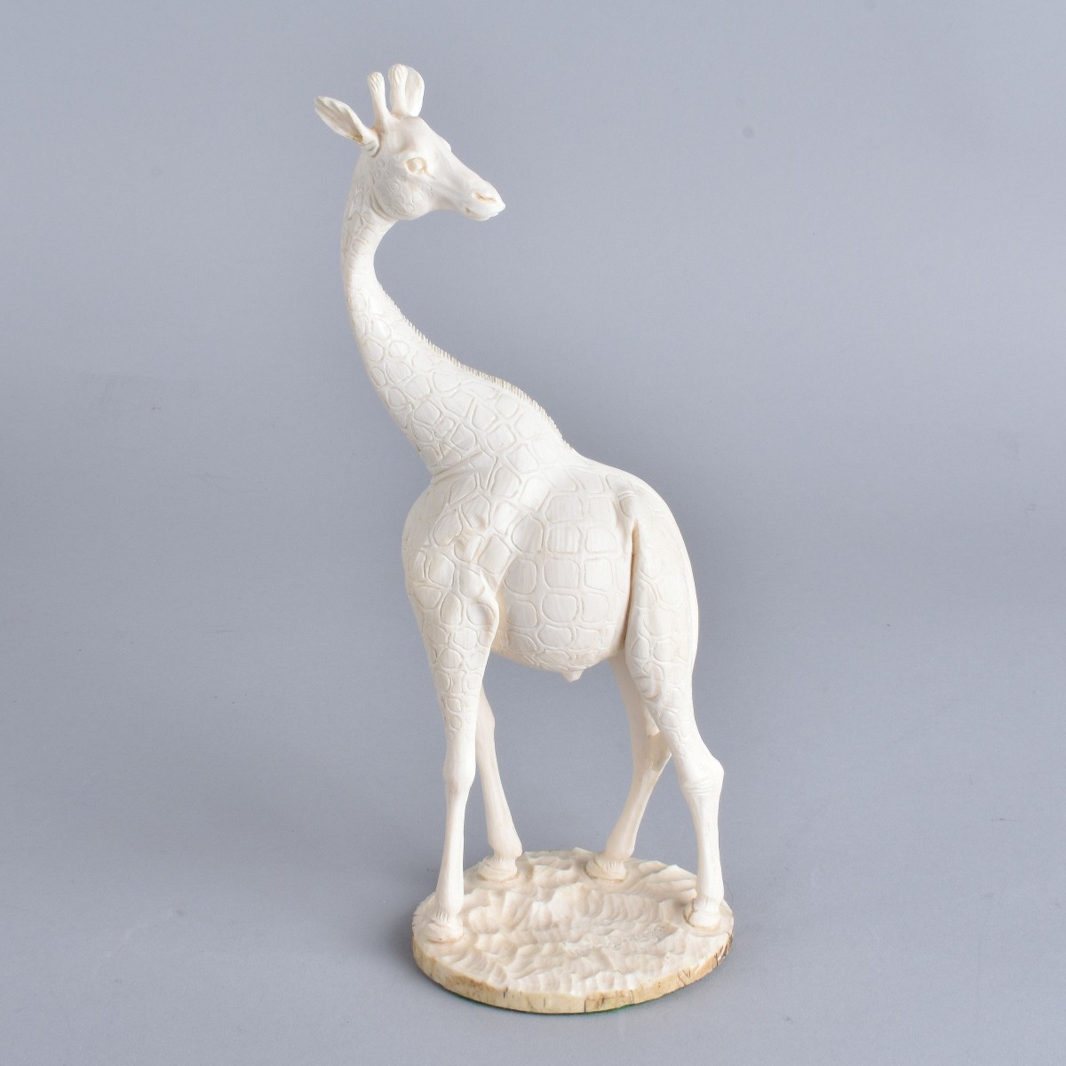 African Ivory Giraffe