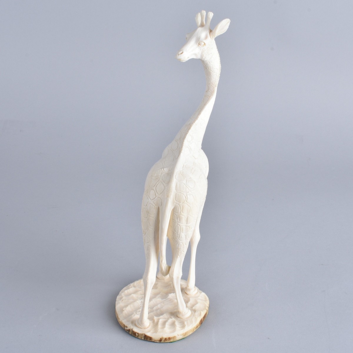 African Ivory Giraffe