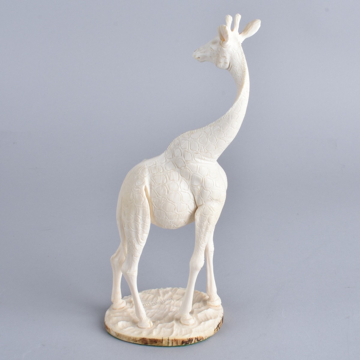 African Ivory Giraffe