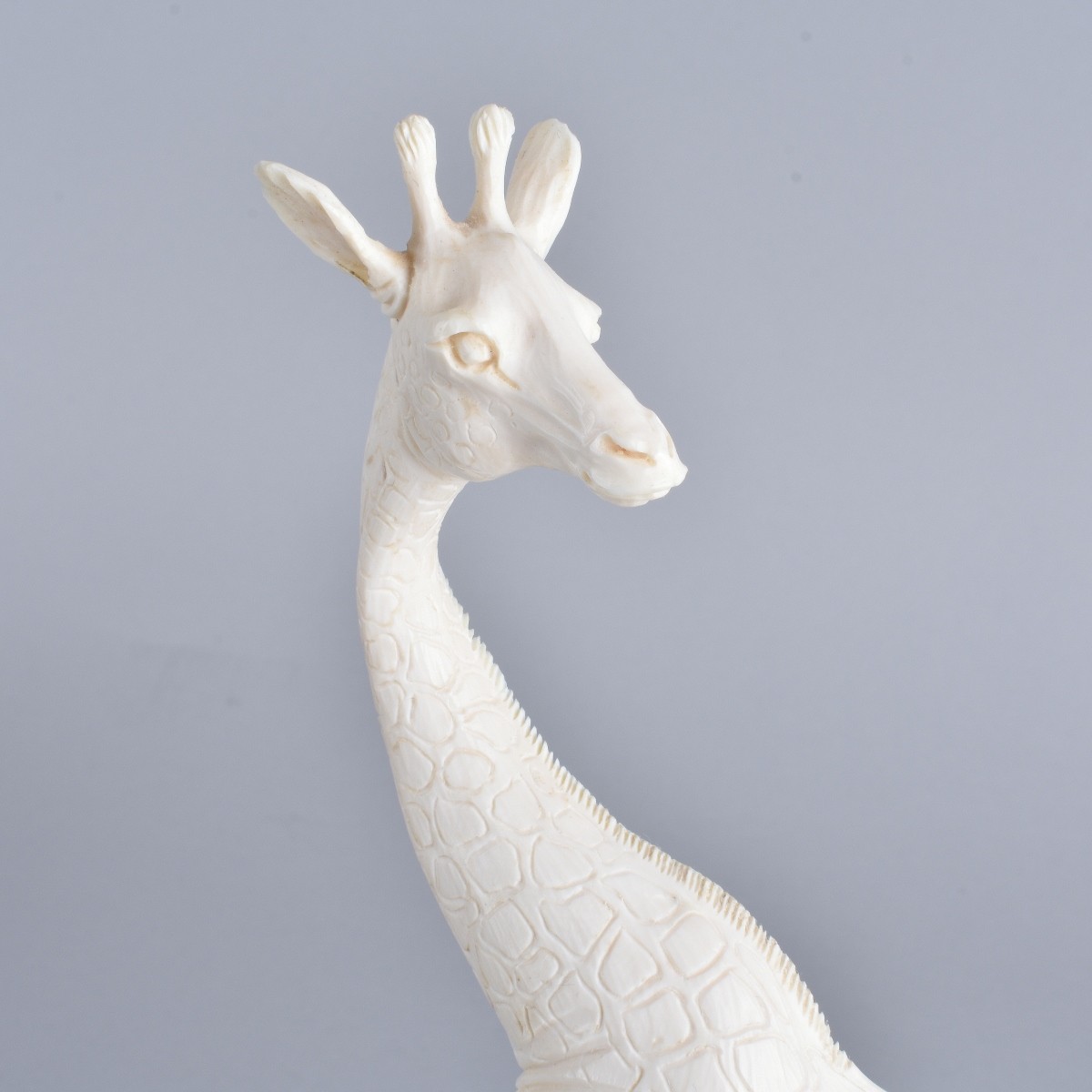 African Ivory Giraffe