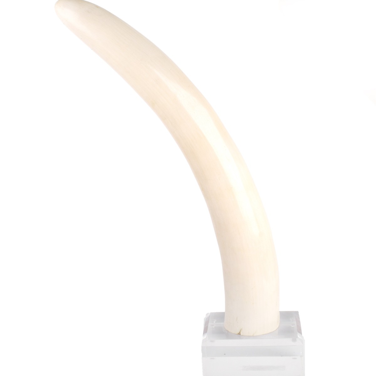 Ivory Tusks