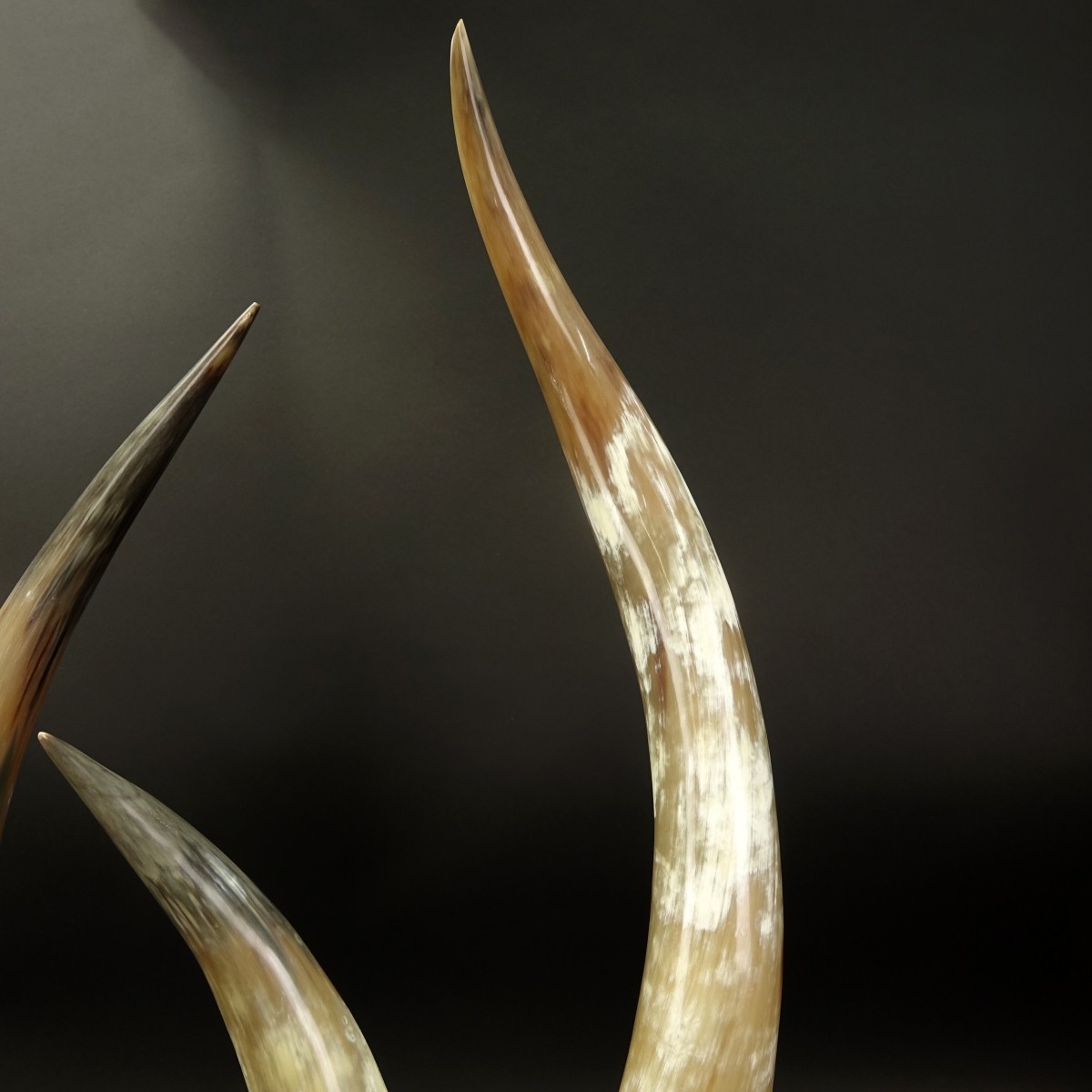 Three (3) Graduated Horns Mounted on Acrylic Base