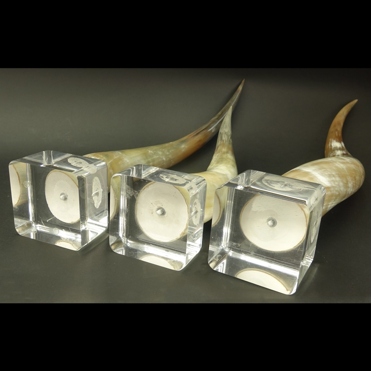 Three (3) Graduated Horns Mounted on Acrylic Base