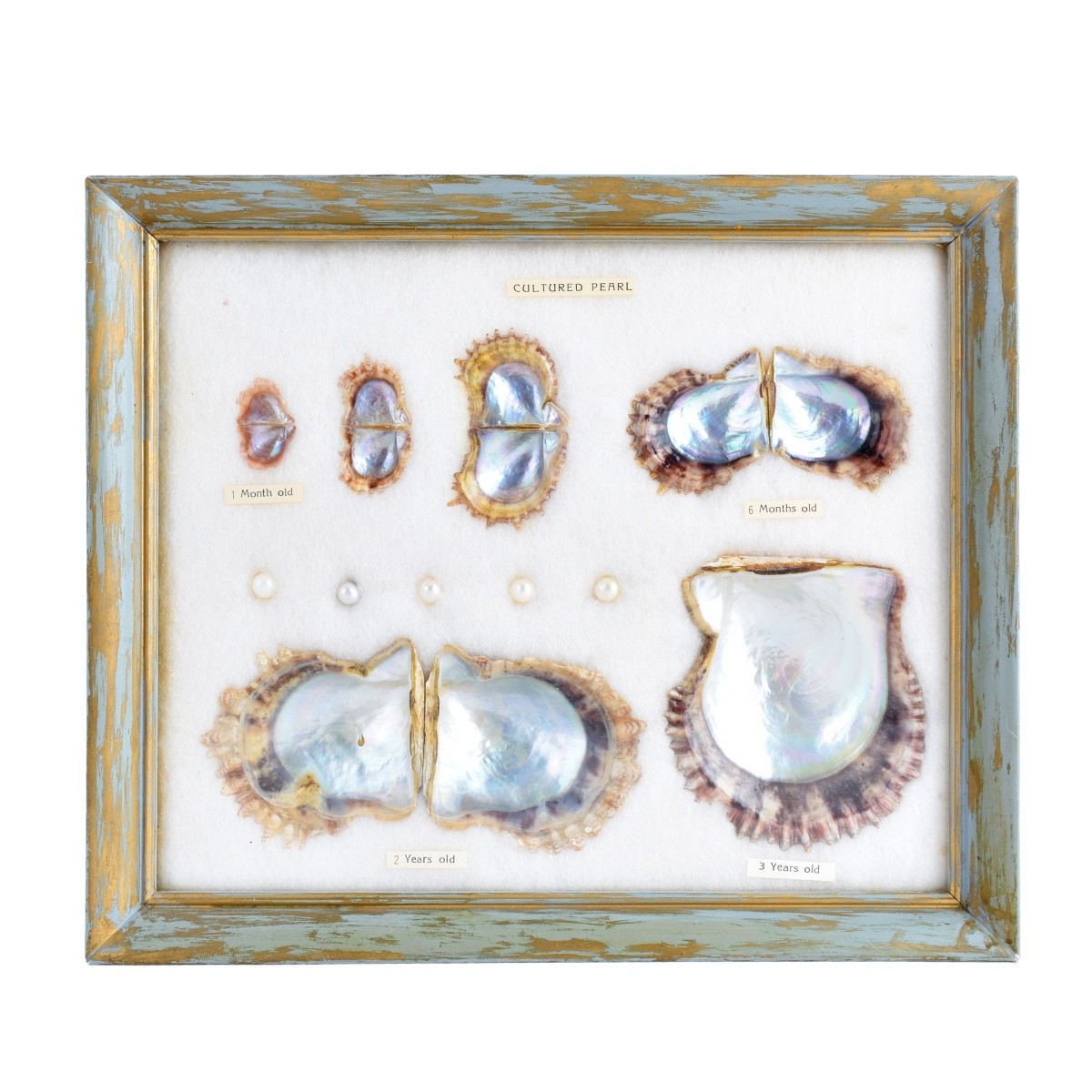 Evolution of the Cultured Pearl in Display