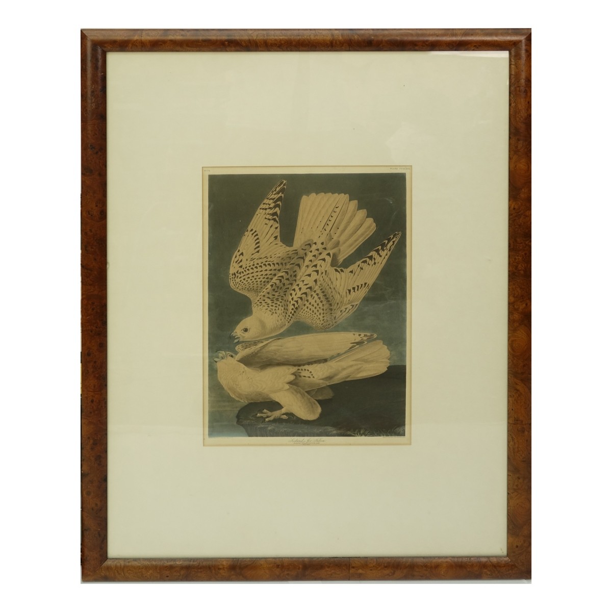 Falcons Engraved Framed Print J. J. Audubon