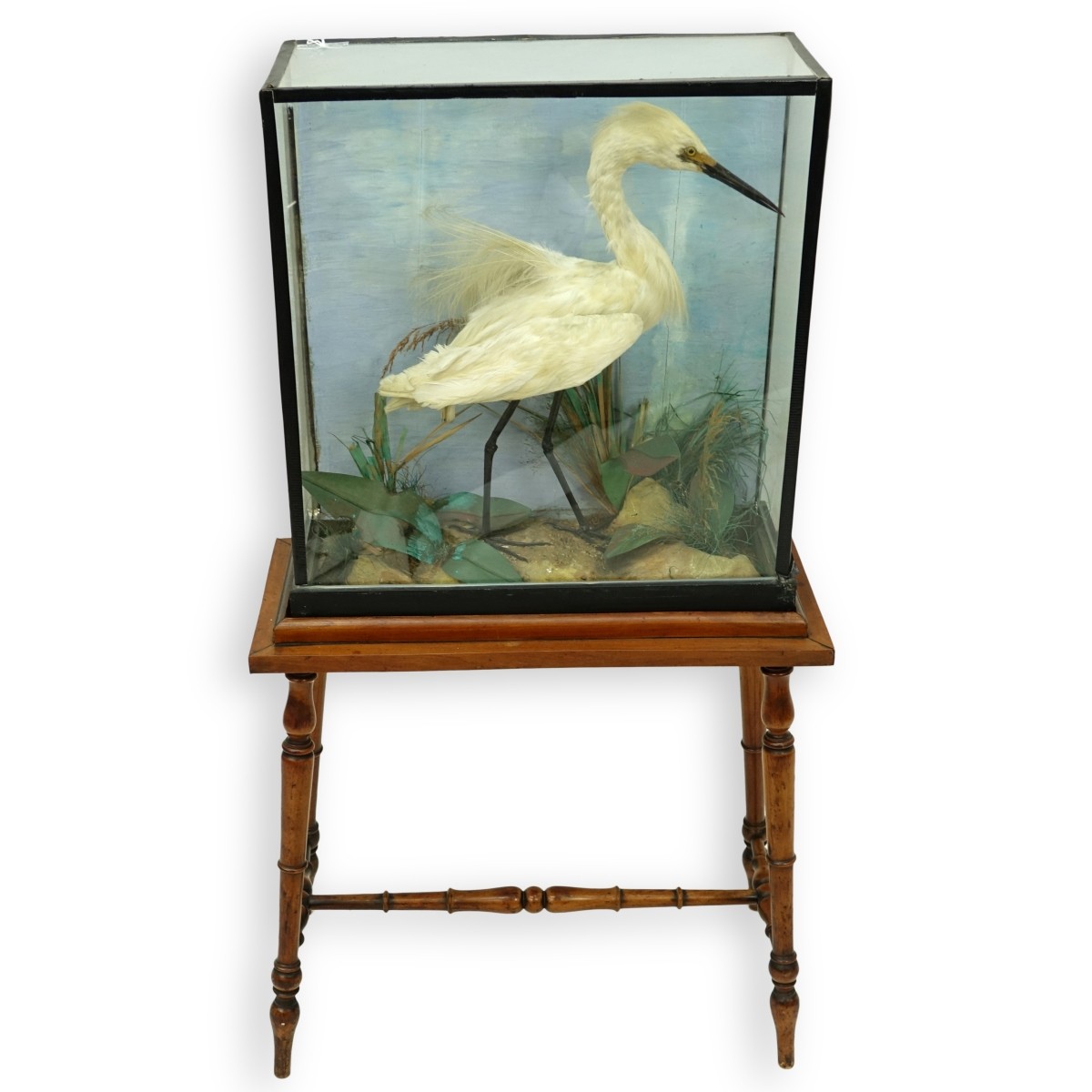 Taxidermy Crane in Shadowbox Frame