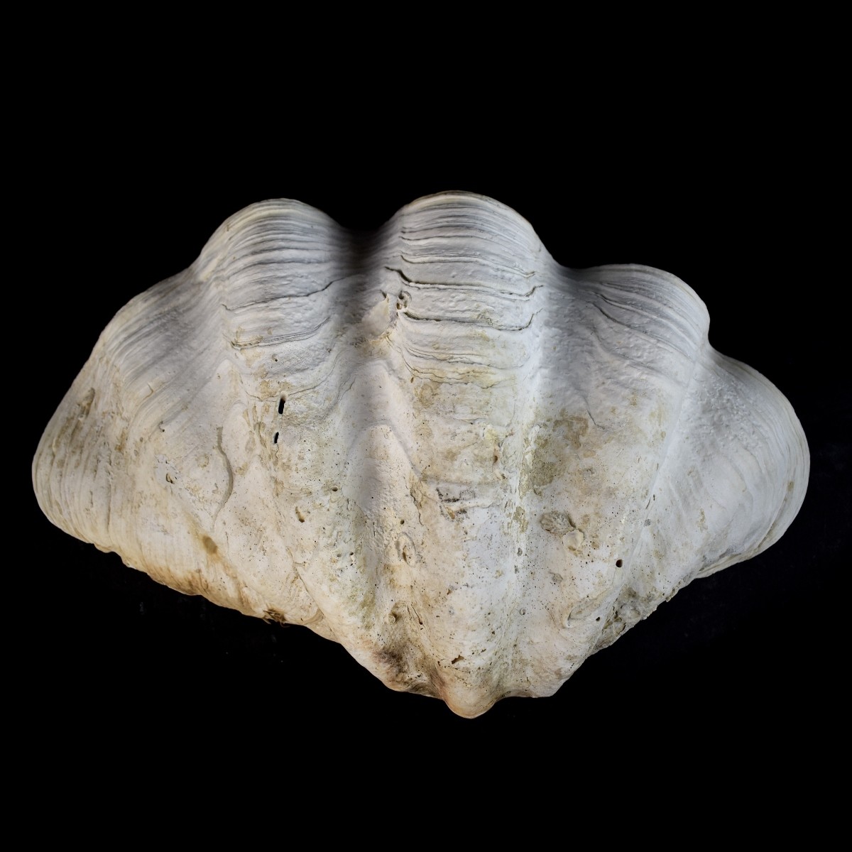 Giant Clam Shell