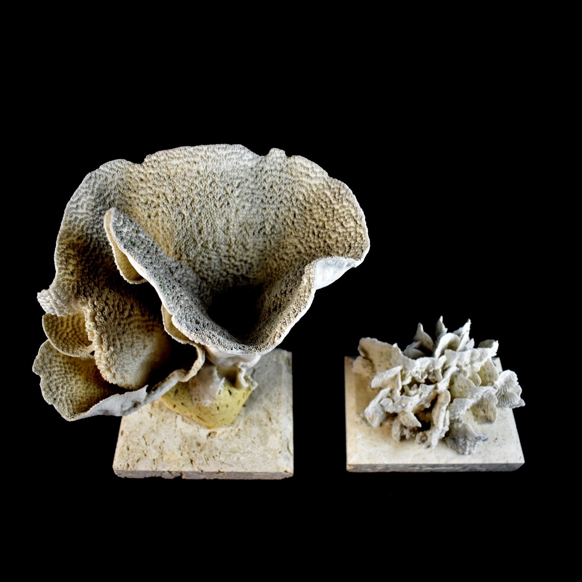 Two Natural Mounted Coral Fossil Sculptures