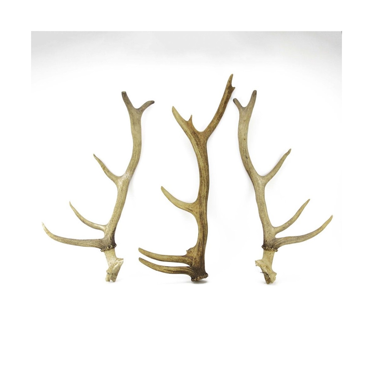 Three (3) Large Isolated Deer Antlers