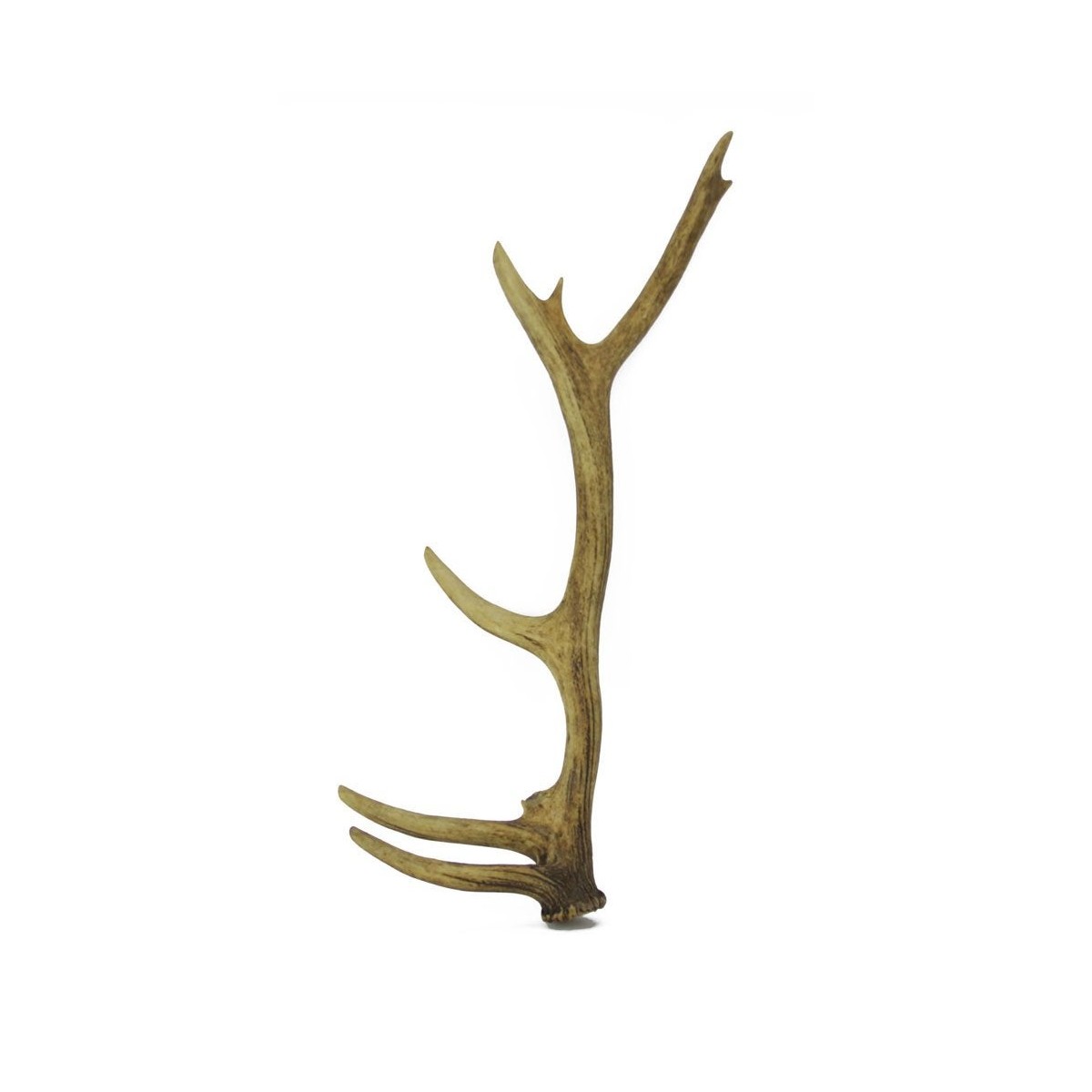 Three (3) Large Isolated Deer Antlers