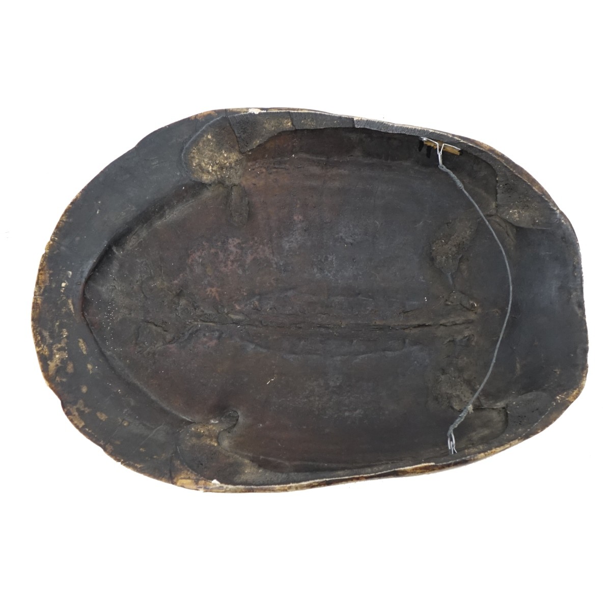19/20th C. Blonde Turtle Shell