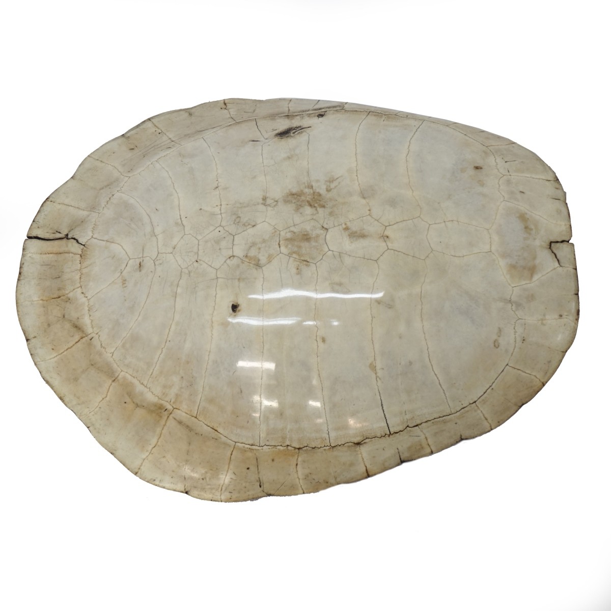 19/20th C. Blonde Turtle Shell