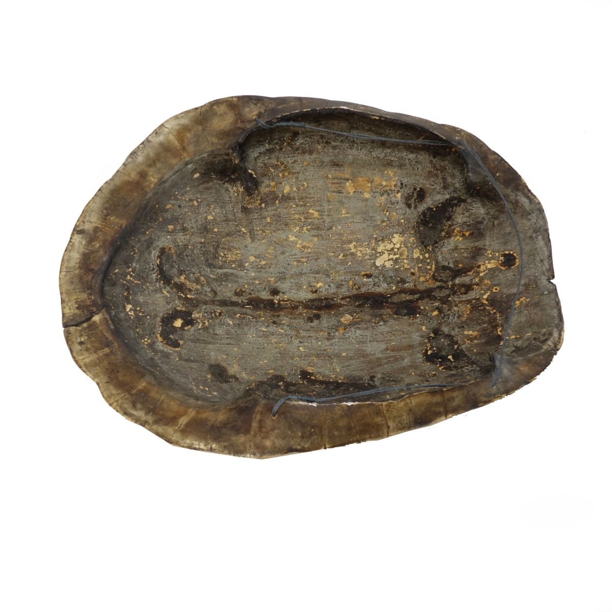 19/20th C. Blonde Turtle Shell