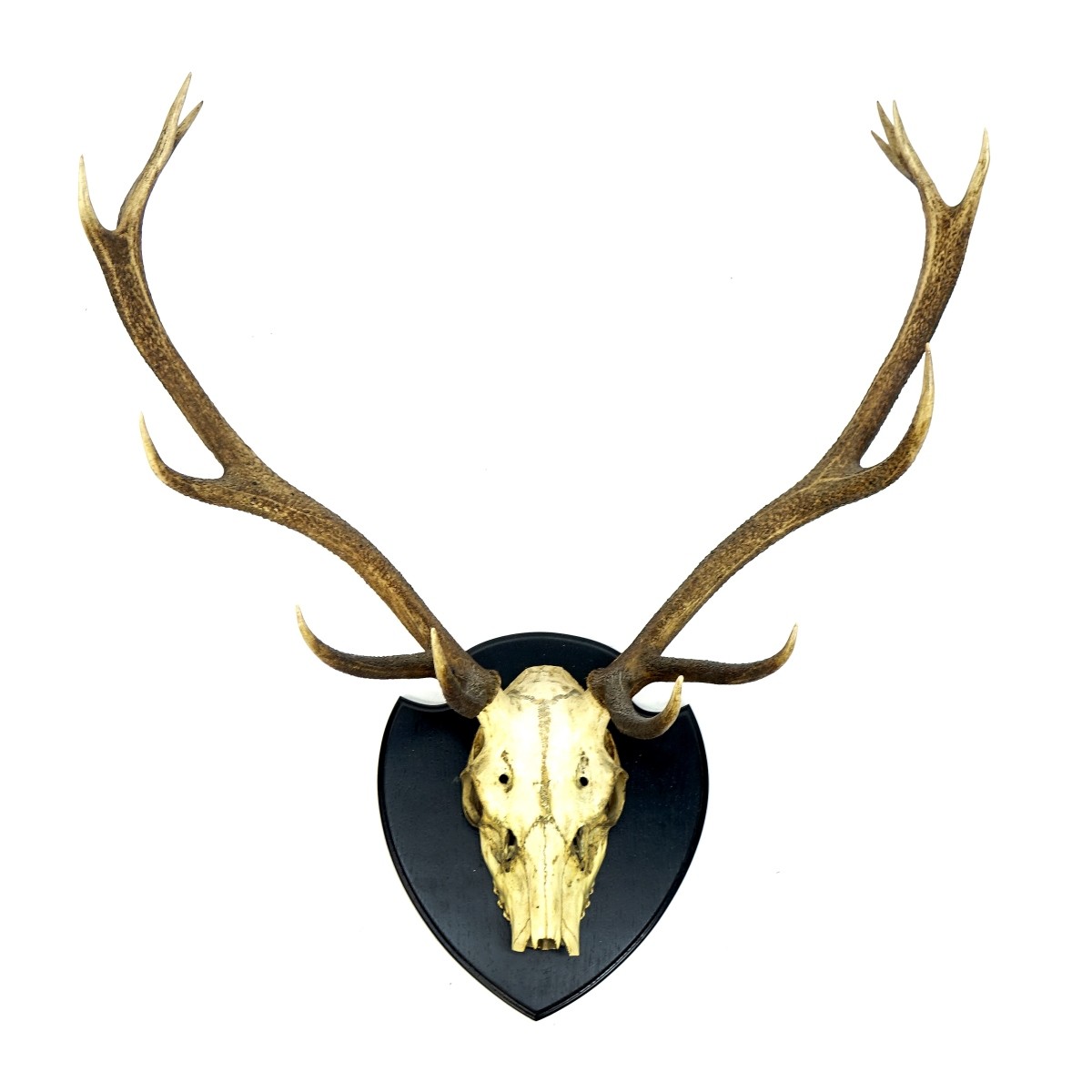 Deer Skull Taxidermy with Antlers