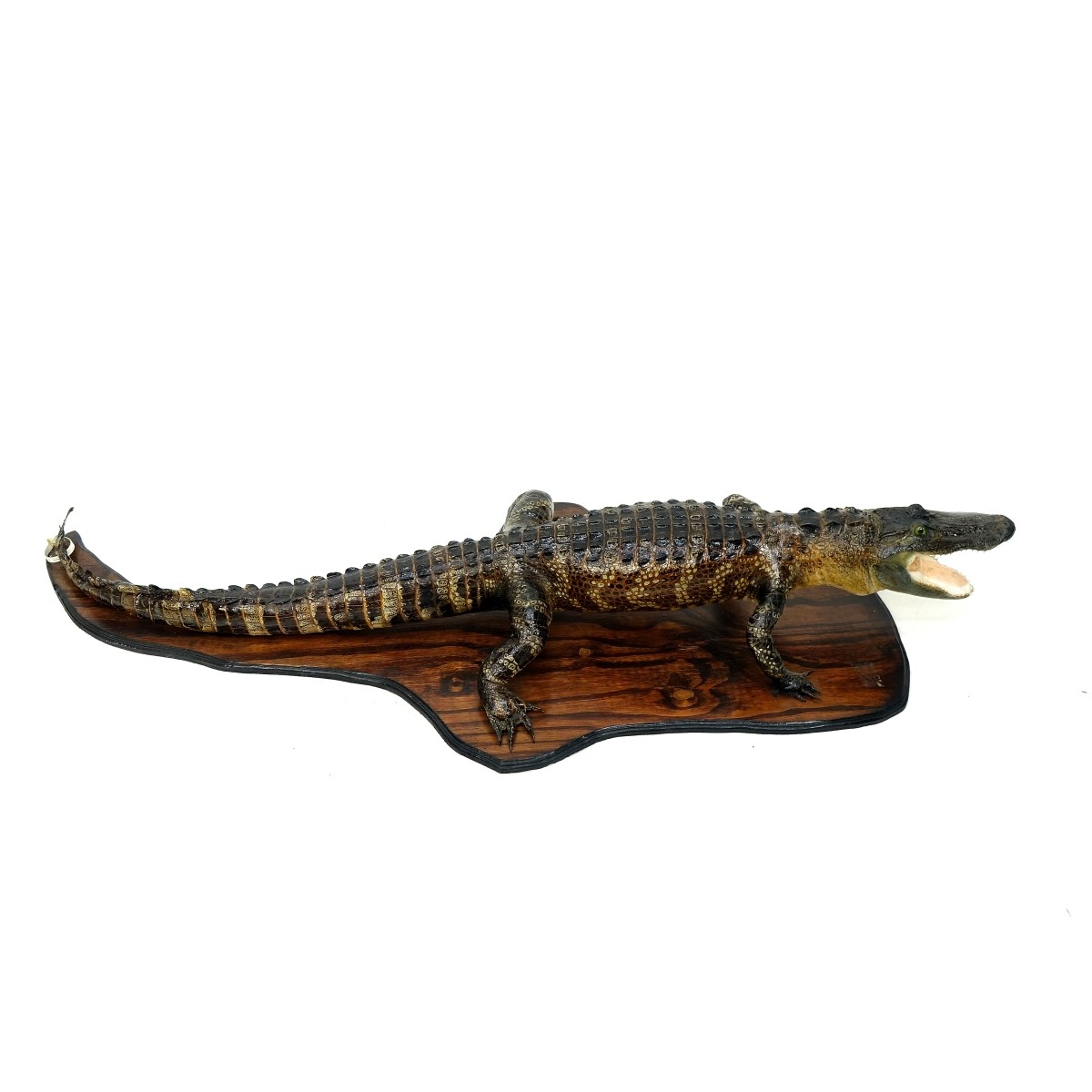 Full Alligator Taxidermy