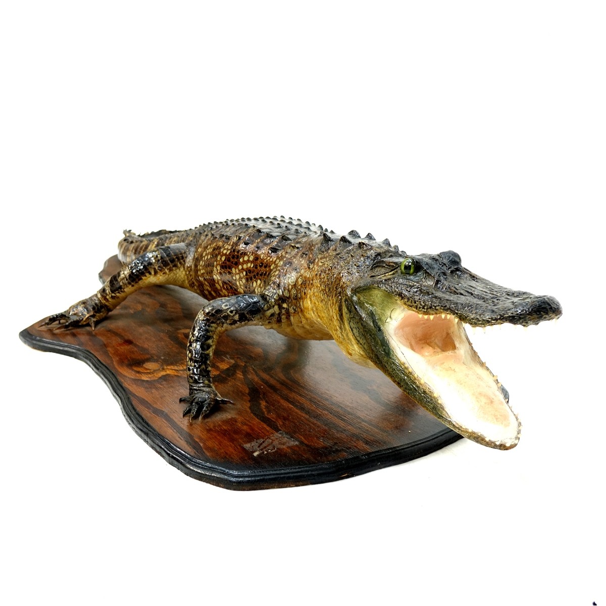 Full Alligator Taxidermy