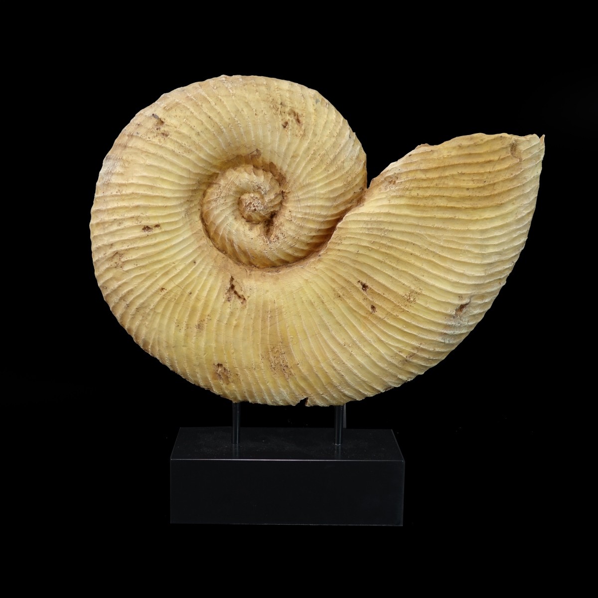 Nautilus Shell Sculpture