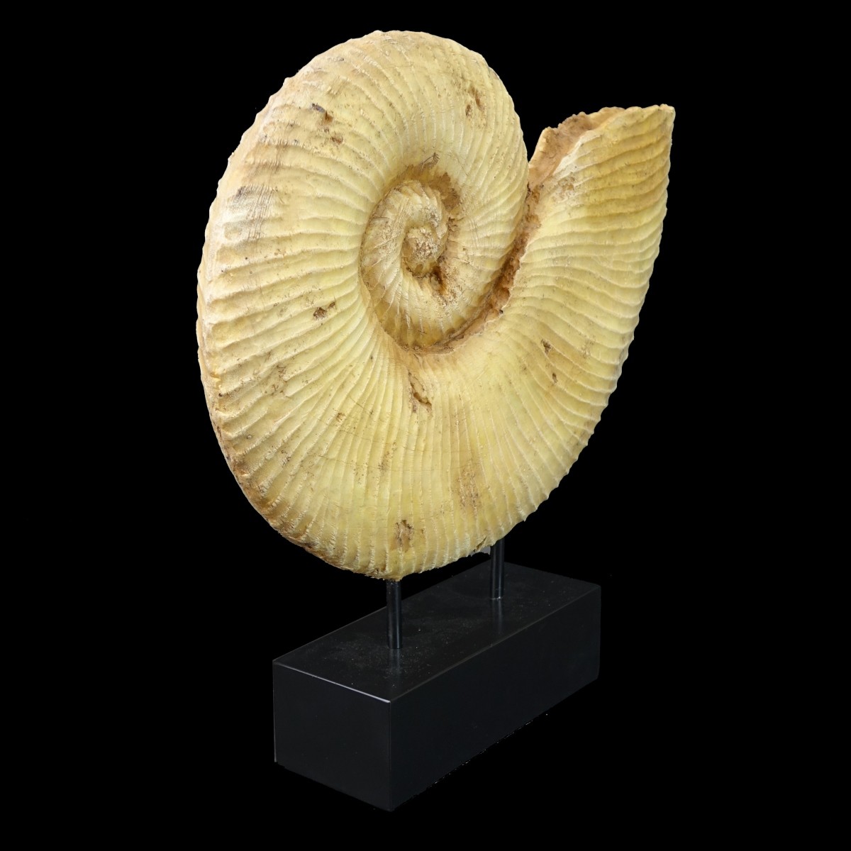 Nautilus Shell Sculpture